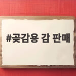 곶감용 감 판매 시기와 선택 기준 이것만 확인하세요 곶감용 감 판매