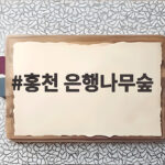 홍천 은행나무숲 올해 개방시기와 절정은 언제일까 홍천 은행나무숲
