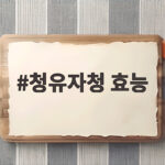 청유자청 효능