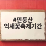 민둥산 억새꽃축제기간 절정 시기 등산코스와 주차 정보 확인법 민둥산 억새꽃축제기간