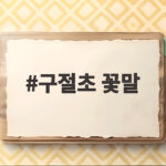 구절초 꽃말이 어머니의 사랑이라 불리는 이유와 가을 야생화 구분법 구절초 꽃말