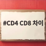 CD4 CD8 차이 한눈에 이해하고 면역 검사 결과 읽는 방법 CD4 CD8 차이