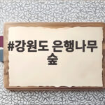 강원도 은행나무 숲 10월에만 열리는 황금빛 비밀의 정원 강원도 은행나무 숲
