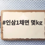 인삼1채면 몇kg