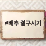배추 결구시기 놓치면 속이 빈 배추가 될 수 있습니다 배추 결구시기