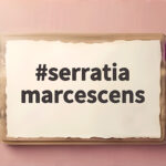 serratia marcescens 욕실 분홍색 얼룩의 정체는 serratia marcescens