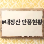내장산 단풍현황 절정 예상일과 실제 후기 확인하고 출발하세요 내장산 단풍현황