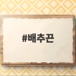 배추끈