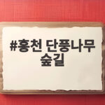 홍천 단풍나무 숲길